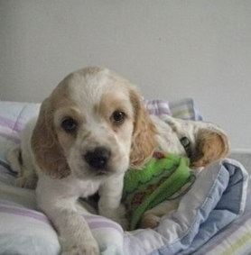 Divino Cachorro Cocker Ingles Blanco Con Cafe En Pichincha Animales Mascotas