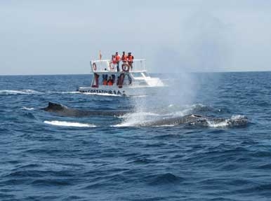 Tour avistamiento de ballenas jorobadas puerto lópez $ 119, 3 días