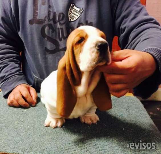 cuanto cuestan los cachorros basset hound