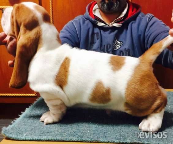 cuanto cuestan los cachorros basset hound